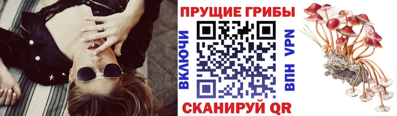 купить закладку  Шарья  Галлюциногенные грибы Magic Shrooms 